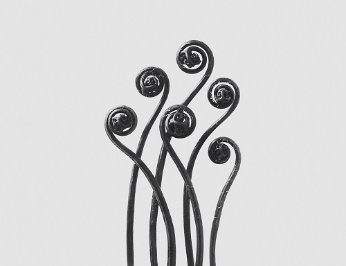 Una de las imágenes de Karl Blossfeldt Una de las imágenes de Karl Blossfeldt