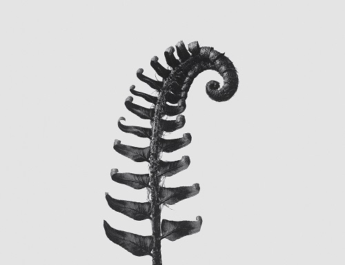 Fotografía realizada por Karl Blossfeldt