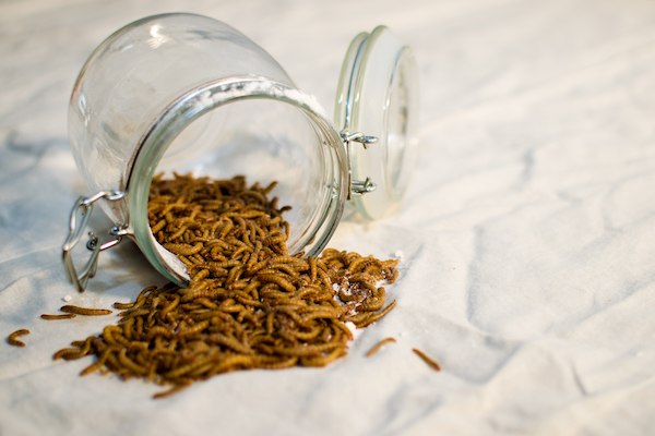 El insecto Tenebrio Molitor es una de las tipologías aptas para la alimentación humana El insecto Tenebrio Molitor es una de las tipologías aptas para la alimentación humana
